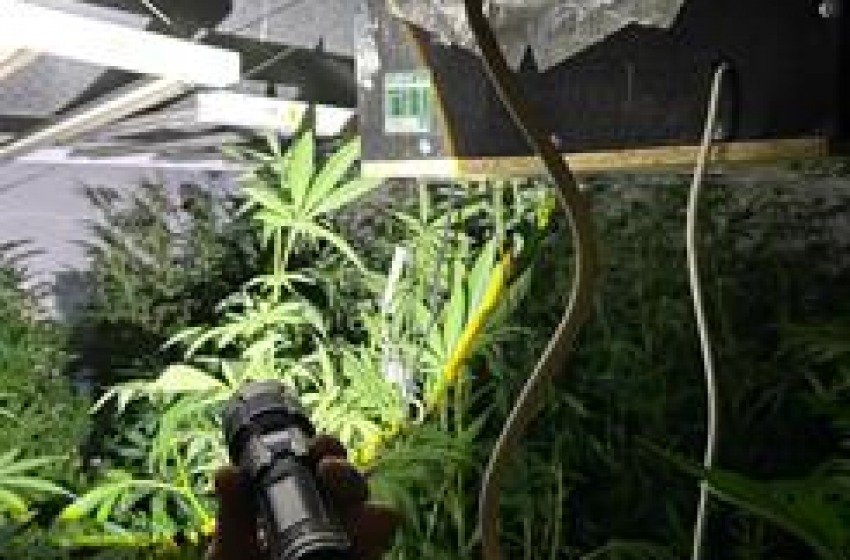 Scoperta mega piantagione di marijuana dentro un casolare 