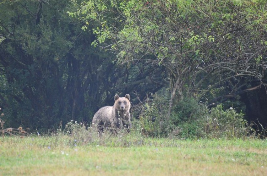 Parco d'Abruzzo: la popolazione di orsi tra 73-88 individui