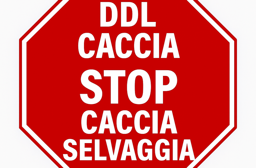 Mobilitazione per chiedere lo stop alla &ldquo;Caccia Selvaggia"