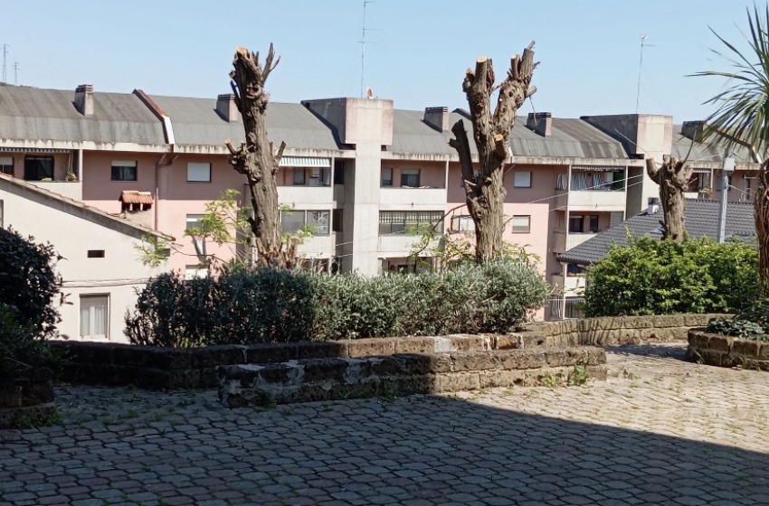 Il patrimonio arboreo di Chieti a rischio per le capitozzature