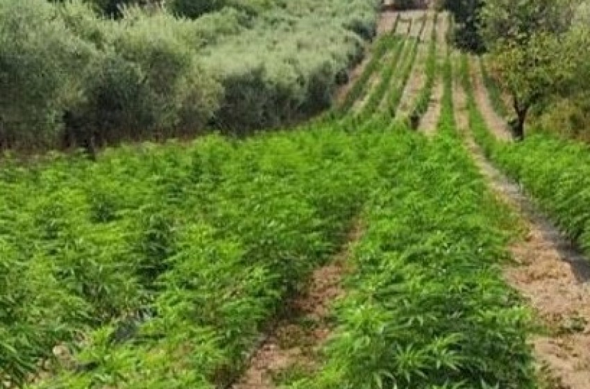Catignano, maxi sequestro di 1.000 piante di cannabis