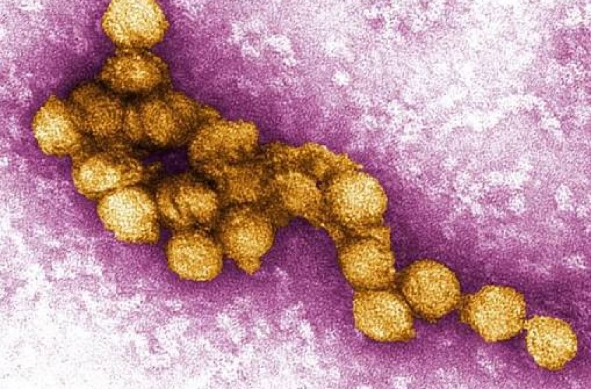 West Nile, IZS: "Sorveglianza e dati scientifici chiave per evitare allarmismi"