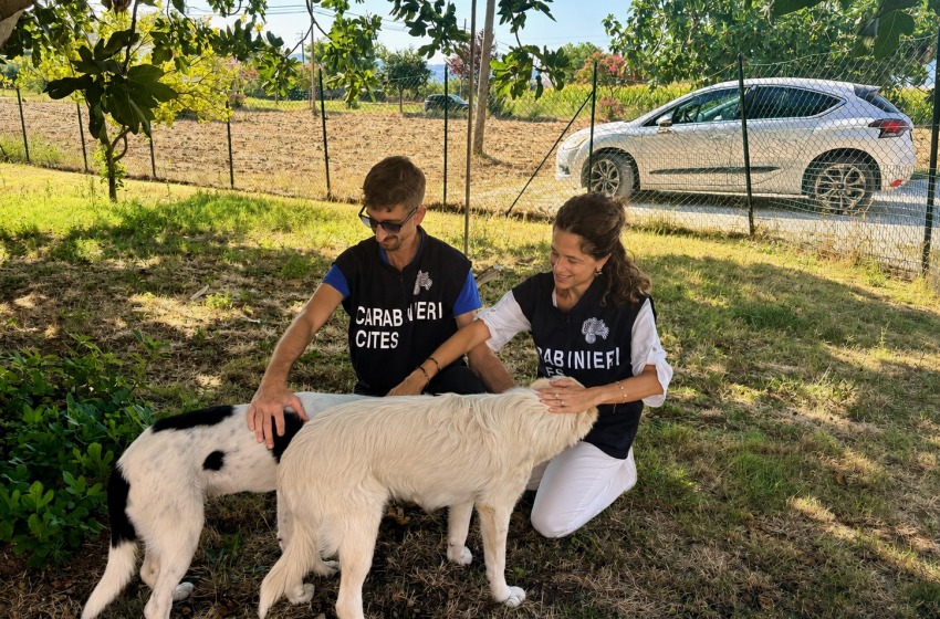 Rosciano, abbandona una cucciolata di cani: denunciato dai Carabinieri del CITES