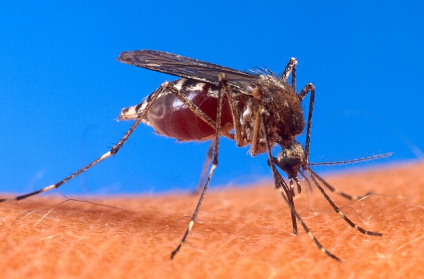 Virus West Nile, la Asl: "Infezione trasmessa da zanzara autoctona"