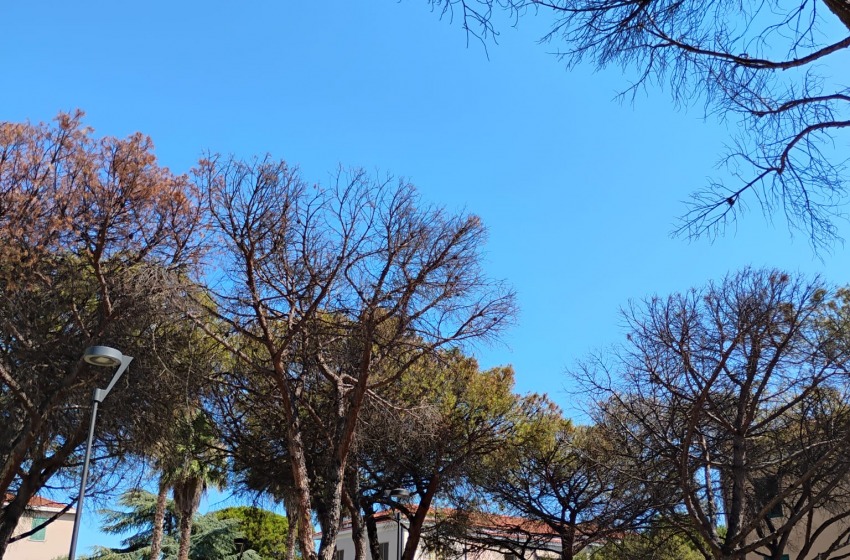 Cocciniglia dei pini, Radici in Comune diffida il Comune di Pescara
