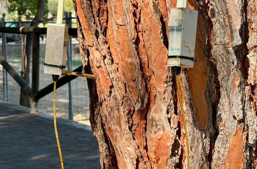 Cocciniglia tartaruga, ulteriori trattamenti su 322 pini con fondi propri