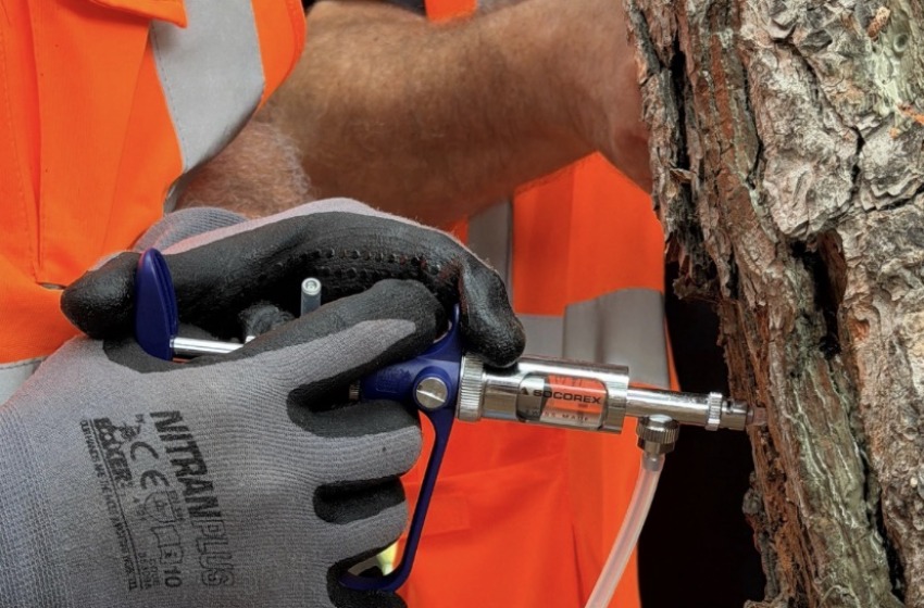 Cocciniglia del pino, proseguono gli interventi a Pineto