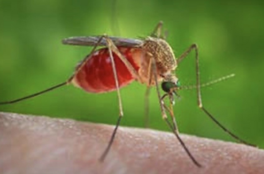 Chieti, al via la disinfestazione dopo il caso di West Nile Virus