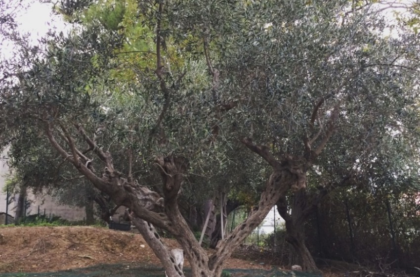 Frantoiani a confronto sulla nuova campagna olearia