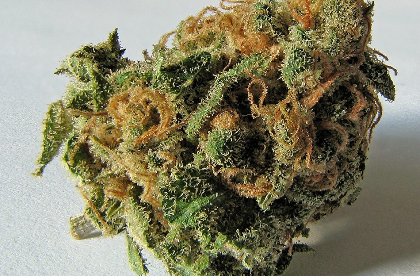 Torano Nuovo: l'incensurato coltivatore di marijuana arrestato