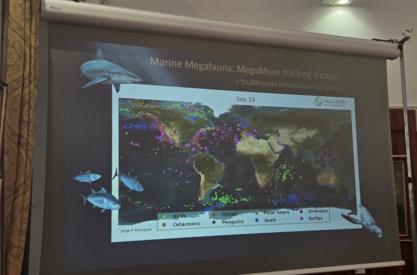 Migrazioni animali: ecco l'Atlante Mondiale