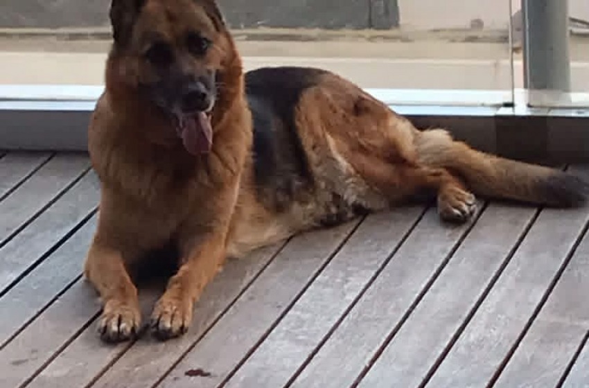 Cani morti nel centro di Pescara, Sola (M5S): &laquo;Tre decessi in poche ore, il Comune faccia chiarezza&raquo;