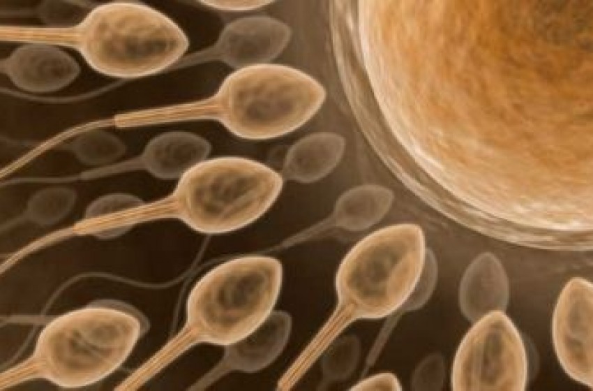 Il risveglio degli spermatozoi