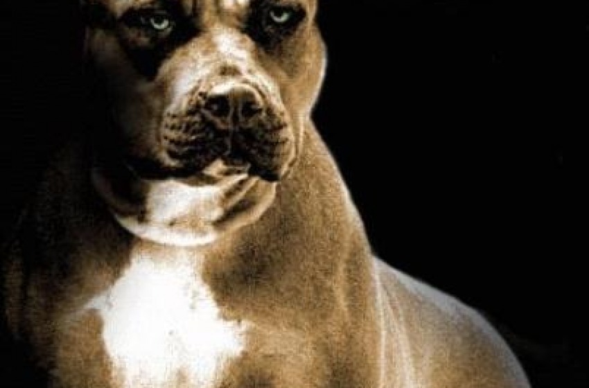 Museruola ai molossi: è 2 a 4