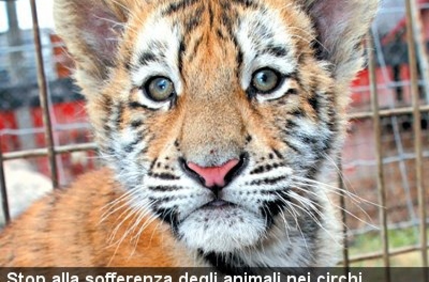 Fermiamo questa vergogna