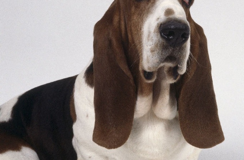 L'Amore Incondizionato