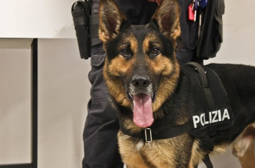 Incastrato dal fiuto di Omex