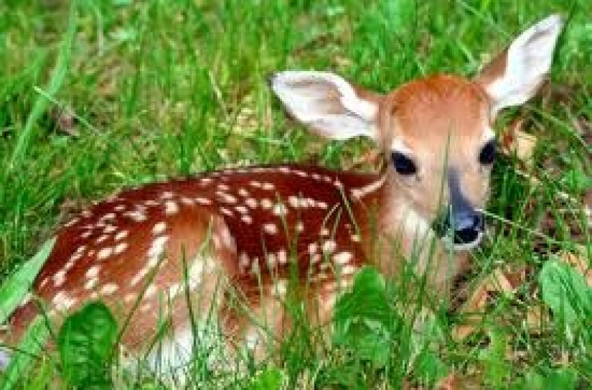 Idee "mortali" su Bambi