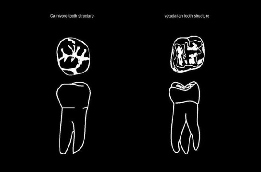 Carnivori vs. Vegetariani