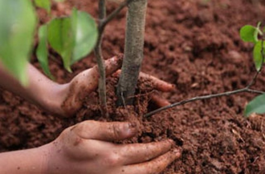 Bnl-Paribas dona 70 alberi