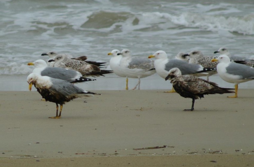 Abruzzo, per il mare è nera