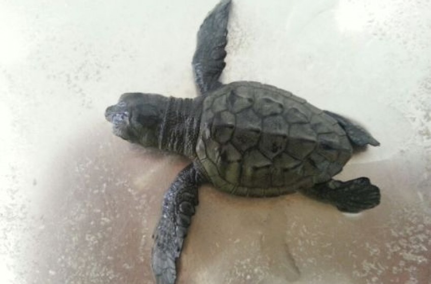 Trovata una tartaruga marina appena nata sulla spiaggia
