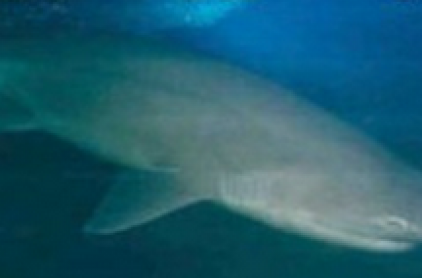 A Martinsicuro la bufala "White Shark" da 1.500 kg