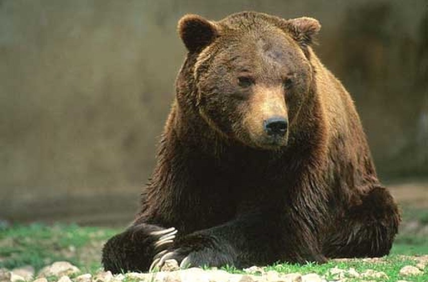 Orso Ferroio trovato morto nel Parco: indaga la Forestale