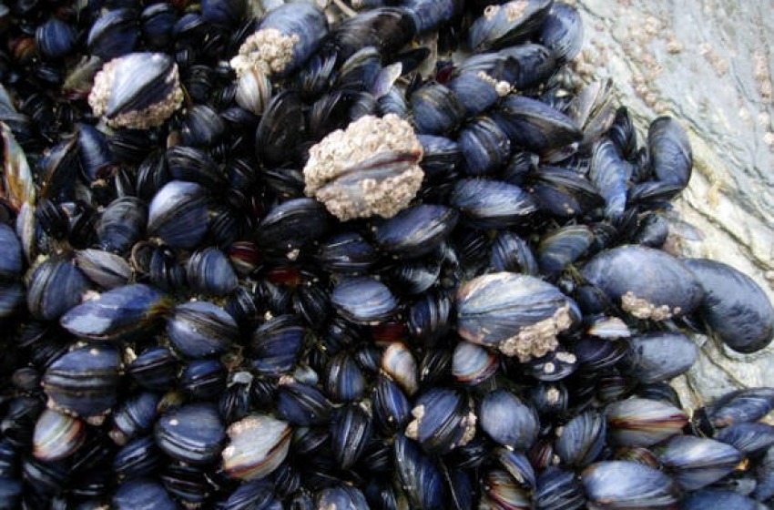 Pensionato muore annegato pescando cozze