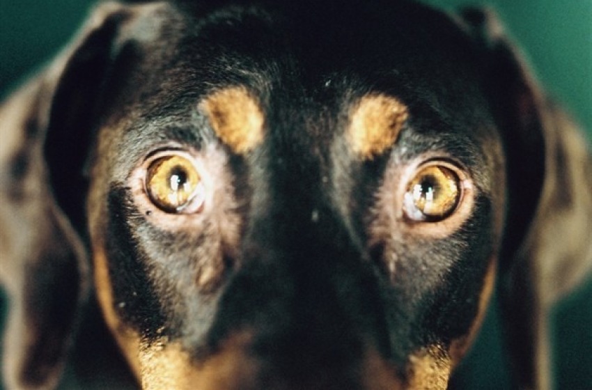 Salvato dalla morte cane legato con coda di pochi centimetri