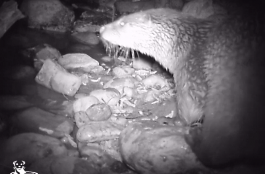 Lontra Fiume Aventino