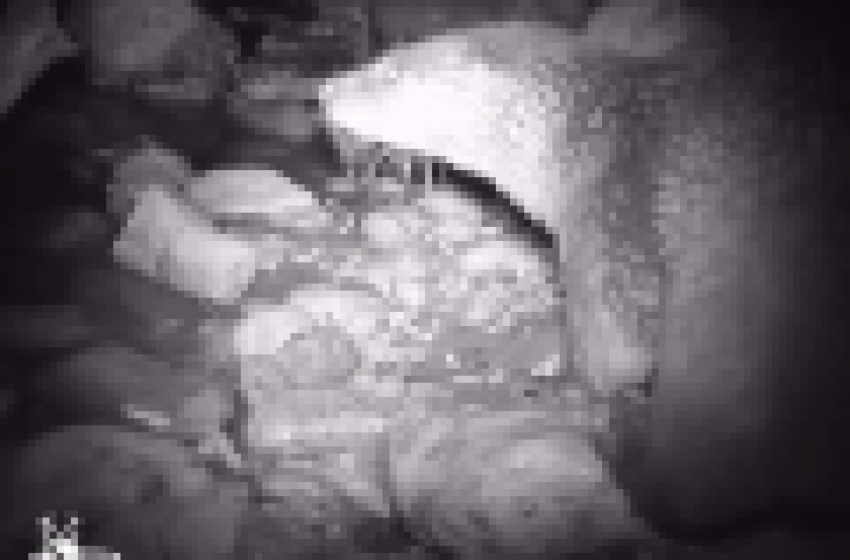 Video Lontra Superstar