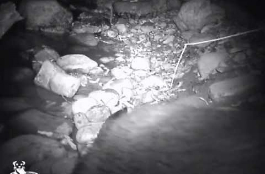 Video Lontra Superstar