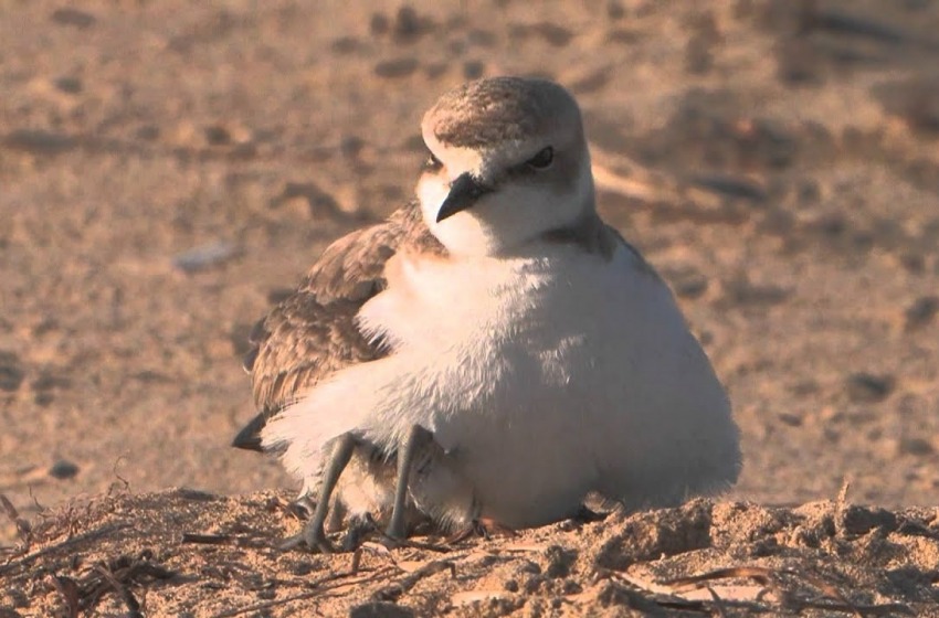 Fratino (Uccello) Fantastico