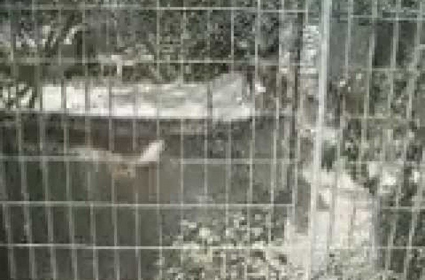 I cani non si toccano