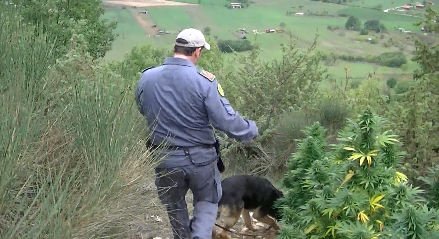 Preturo. Scoperta piantagione di marijuana